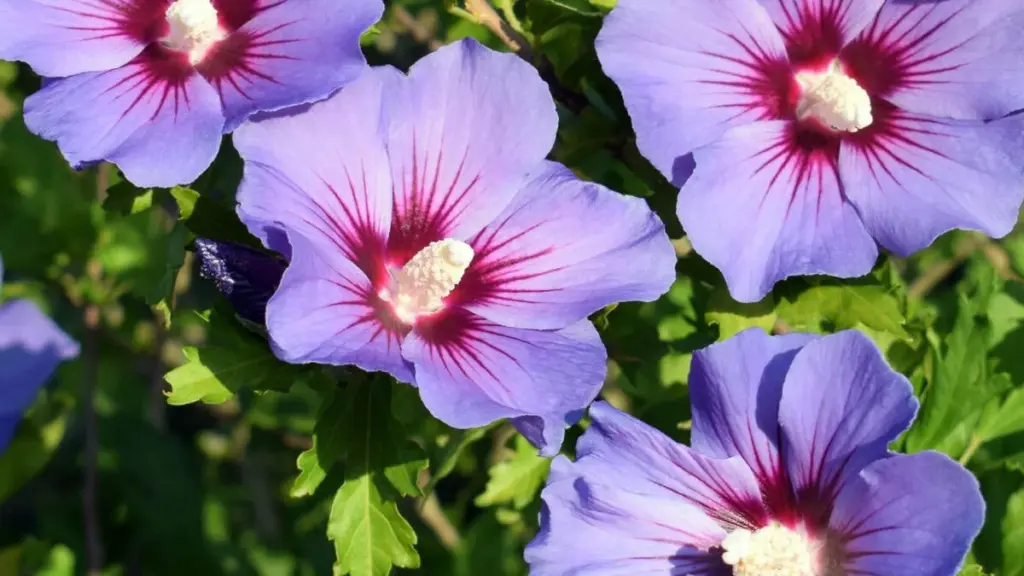 Para que tu hibisco crezca vigoroso y florezca con abundancia: evita estos 3 errores de cuidado