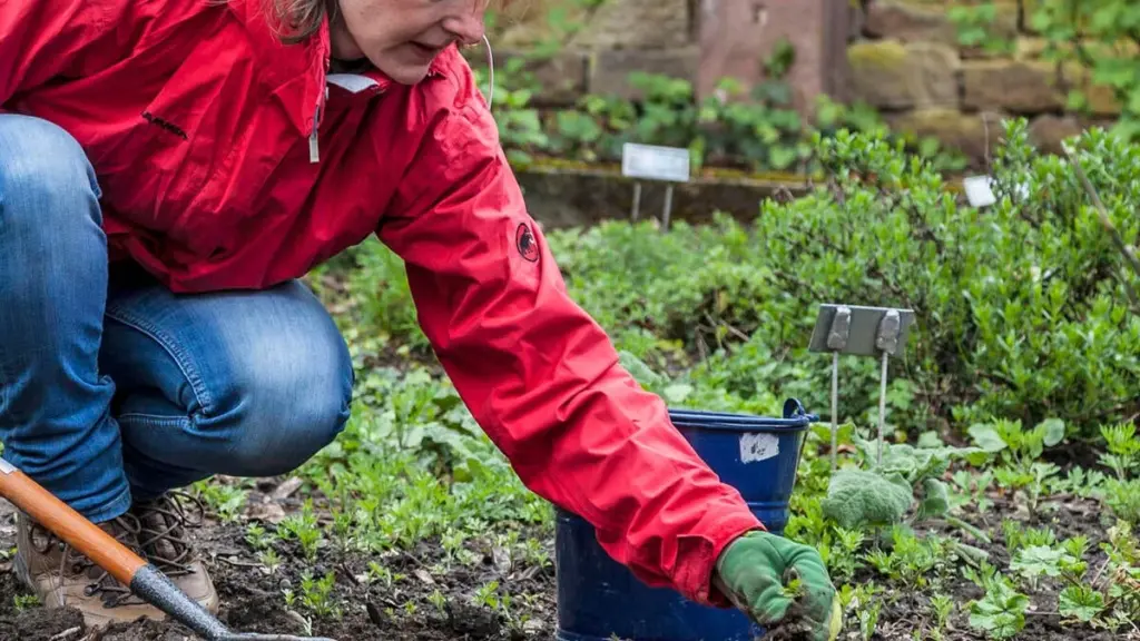 5 consejos para eliminar las malas hierbas del jardín de forma eficaz