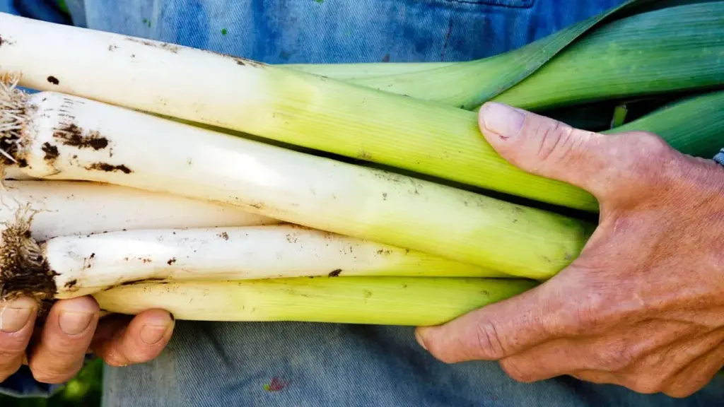 Cómo cosechar puerro: así de sencillo es