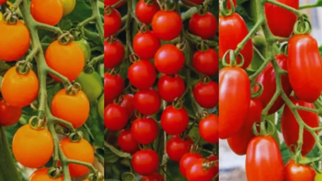 La selección de los tomates cherry
