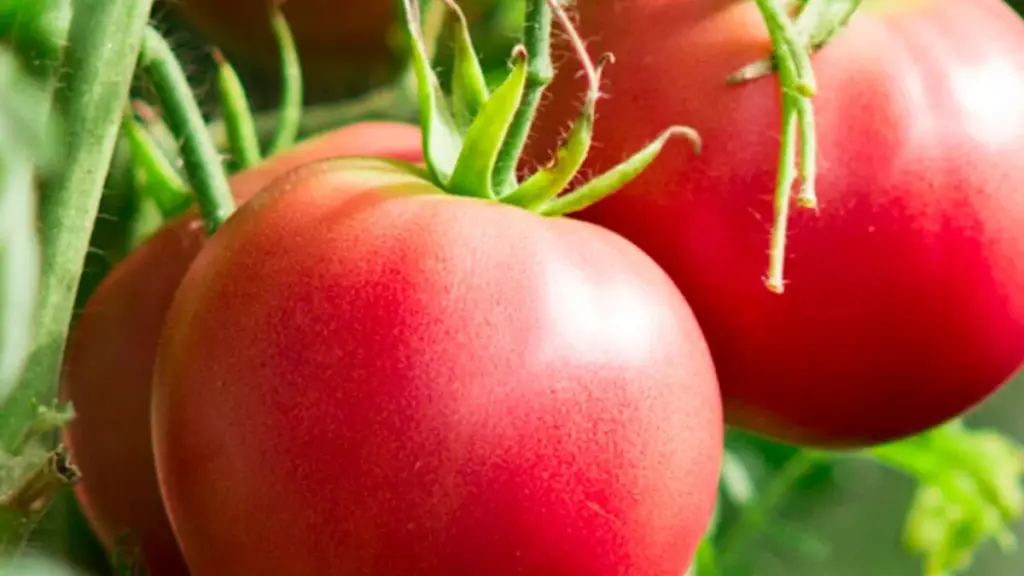 Plantar tomates: ¡Estos errores ponen en peligro la cosecha!