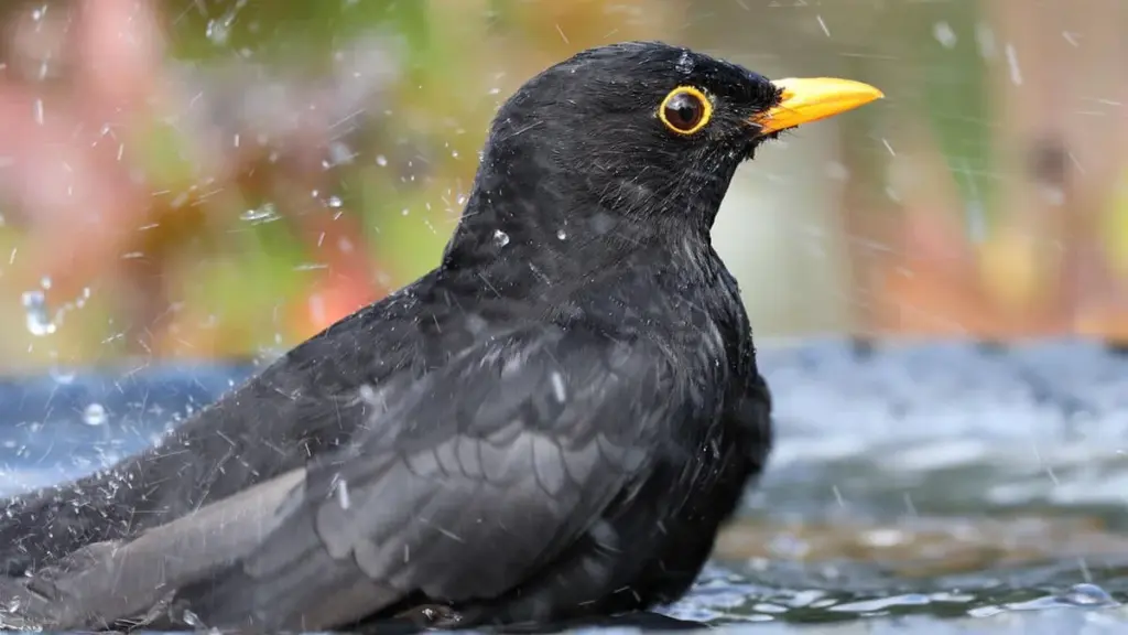 Cómo colocar un bebedero para pájaros: 3 cosas que debes tener en cuenta