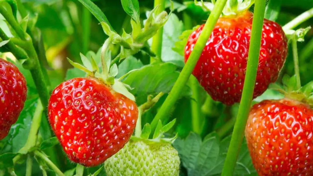 Cultivar fresas: 3 consejos para obtener una cosecha abundante