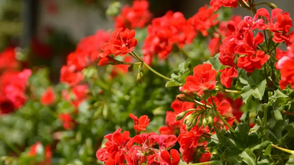 10 consejos para que las flores del balcón luzcan espléndidas todo el verano