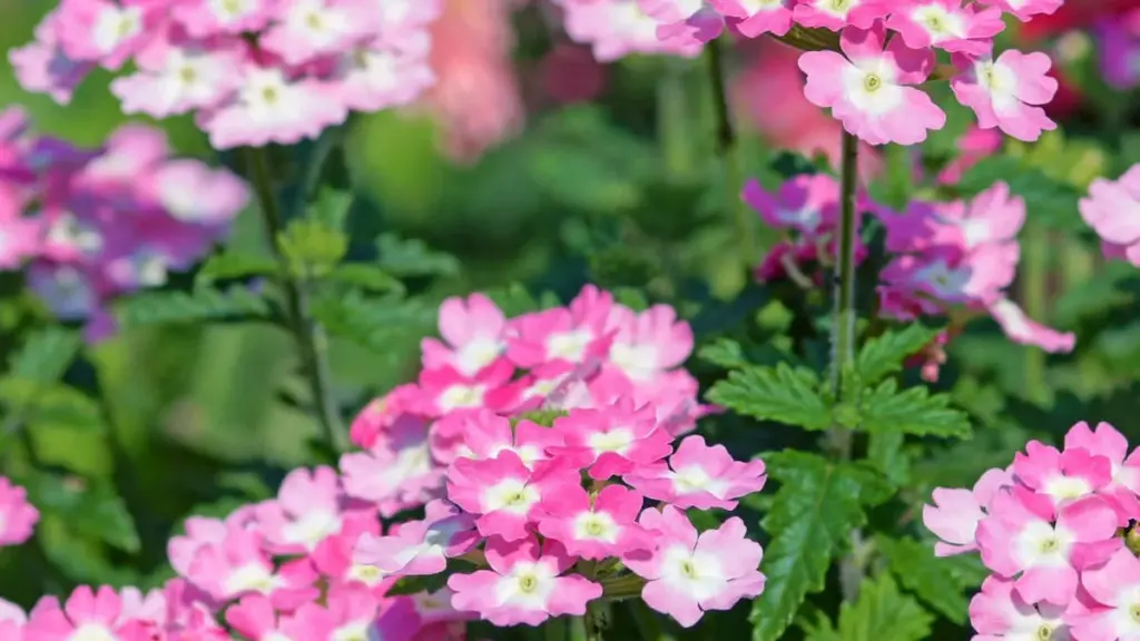 Verbena: ¡Así consigues una floración espectacular!