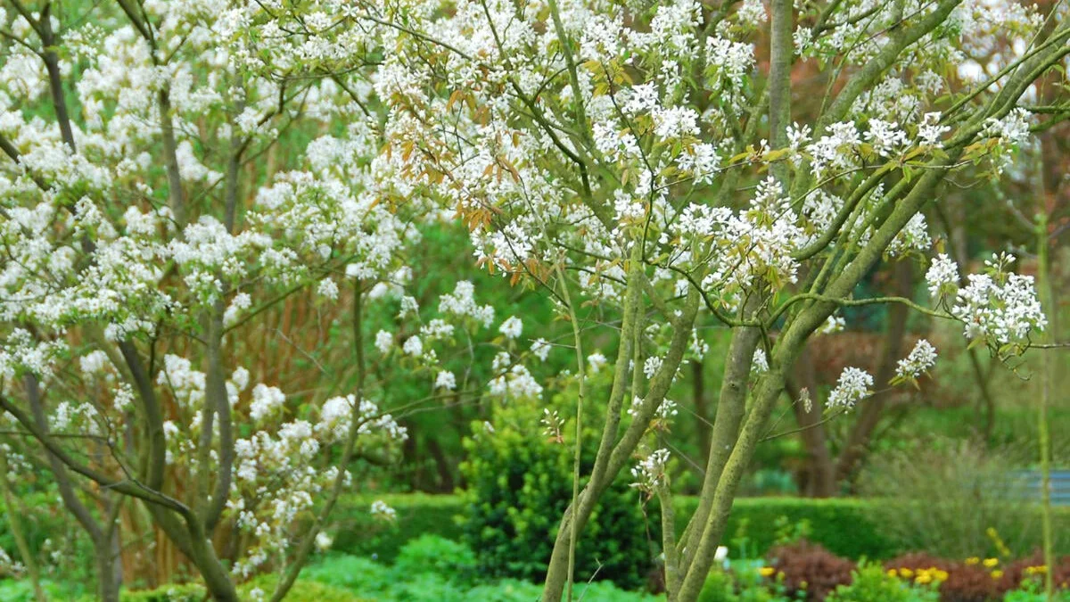 Cómo cuidar el amelanchier: 3 consejos para que luzca espléndido en tu jardín