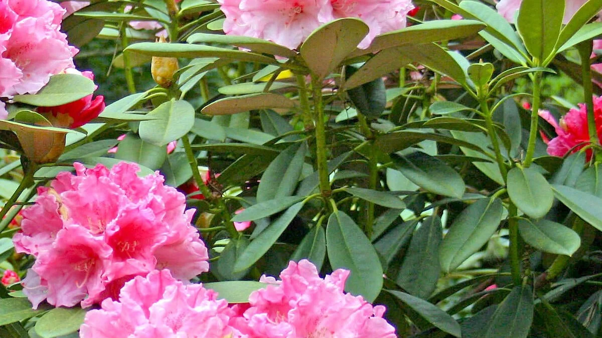Cómo podar el rododendro: 3 errores que no deberían cometerse