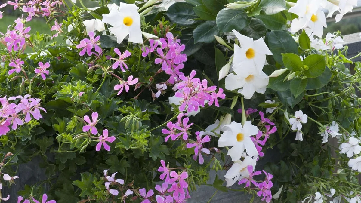 Las flores colgantes más bonitas para el balcón